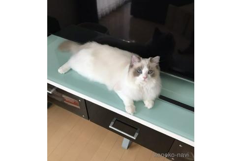 販売中のラグドールの親猫